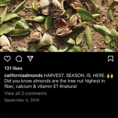 Almonds fall on the ground to harvest. California almonds