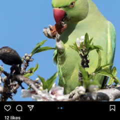 Birds eat the almonds. California almonds
